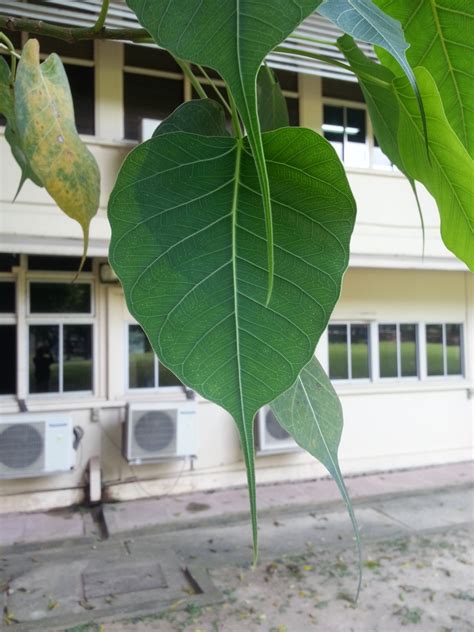 構樹英文|構樹 (台灣博物館都市綠地生態監測) iNaturalist